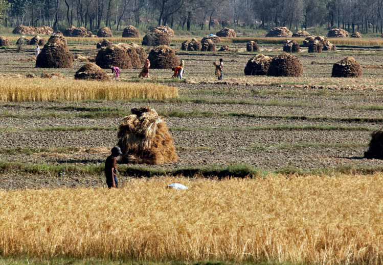 Asian agribulk